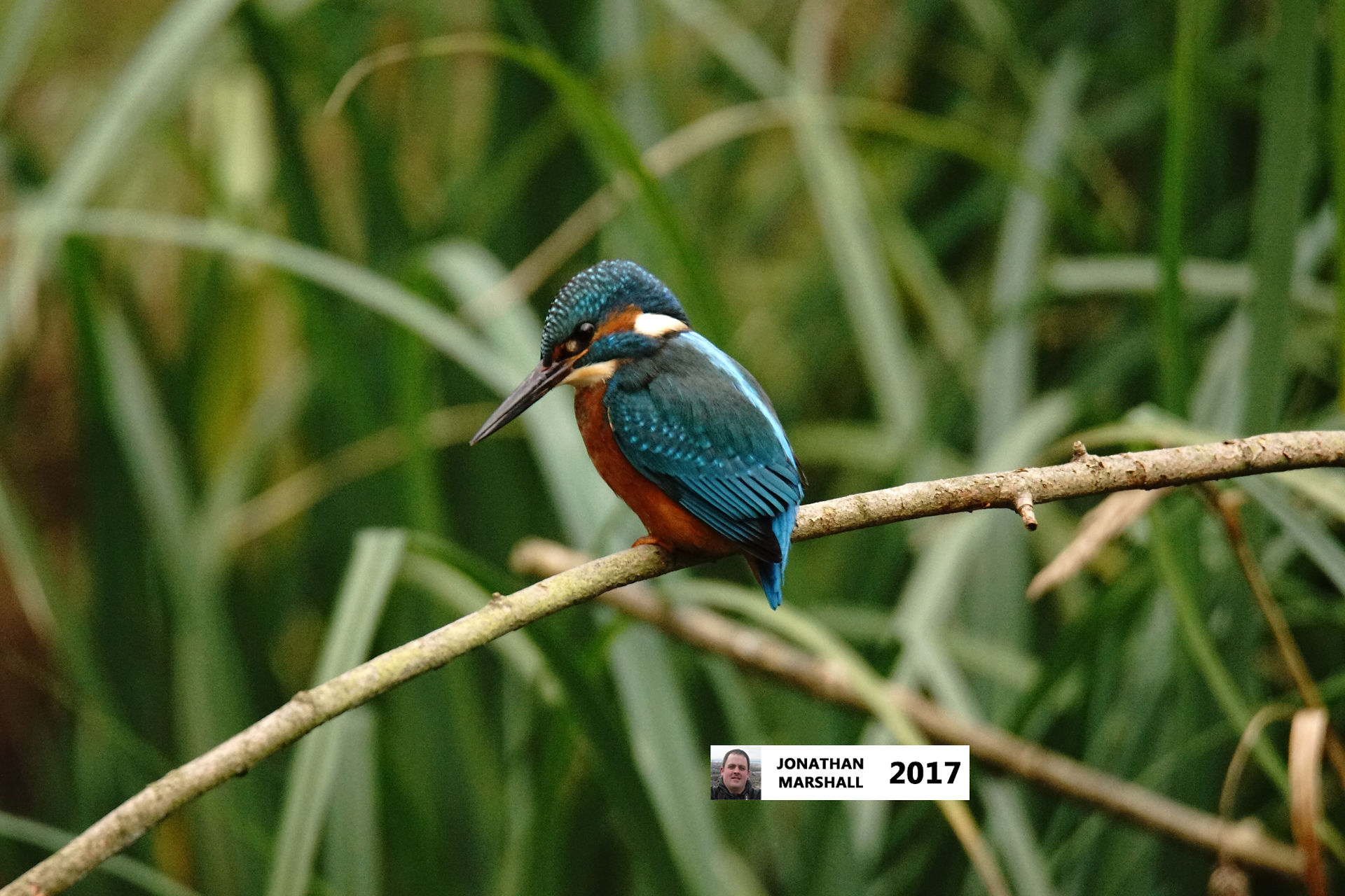 Kingfisher
