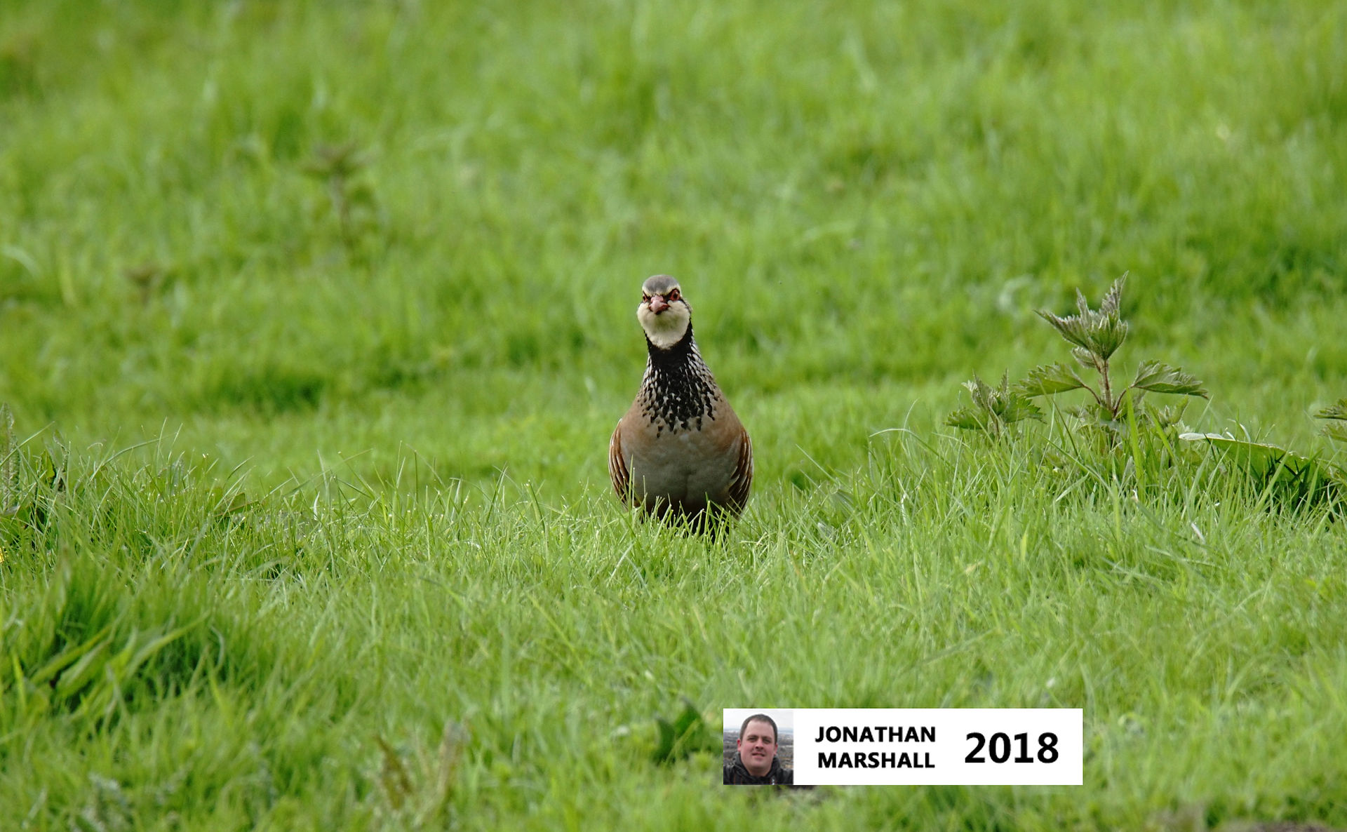 Red Legged Partridge