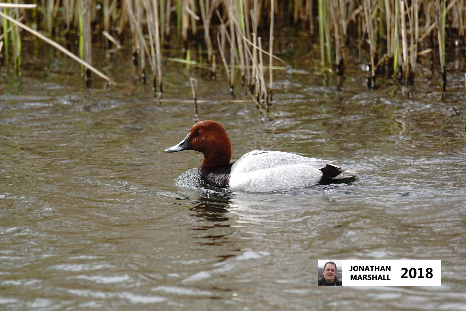 Pochard (Male)