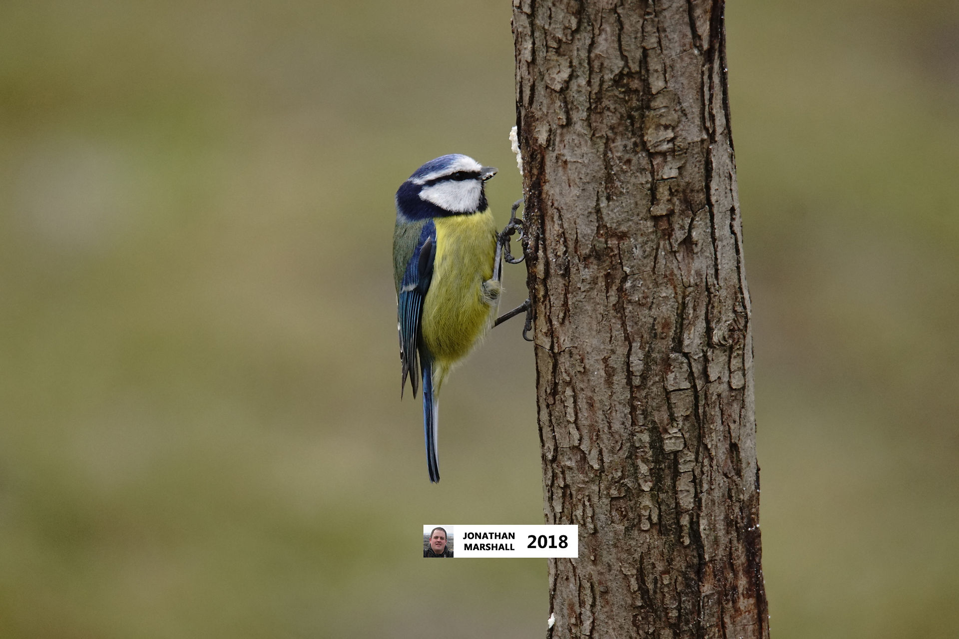 Blue Tit