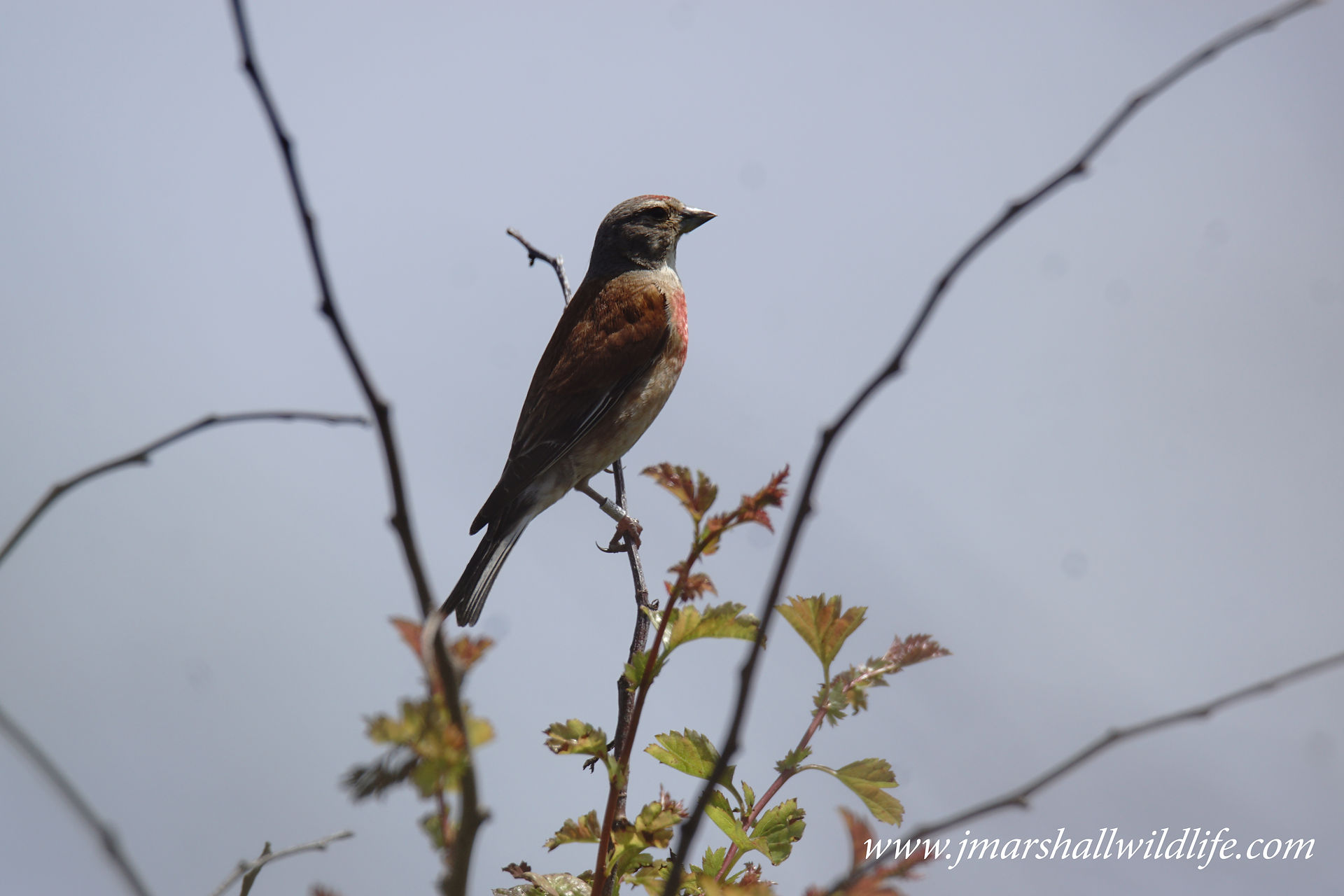 Linnet