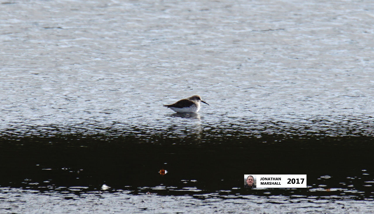 CURLEW SANDPIPER