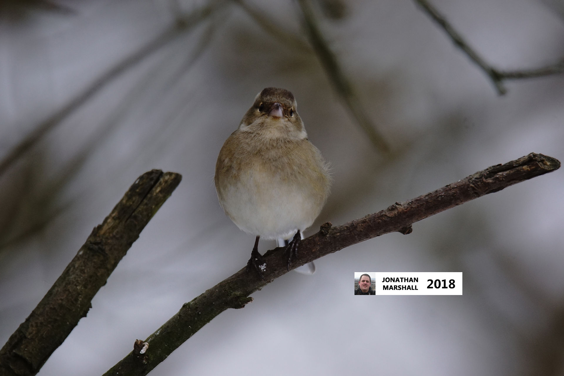 Chaffinch (Female)