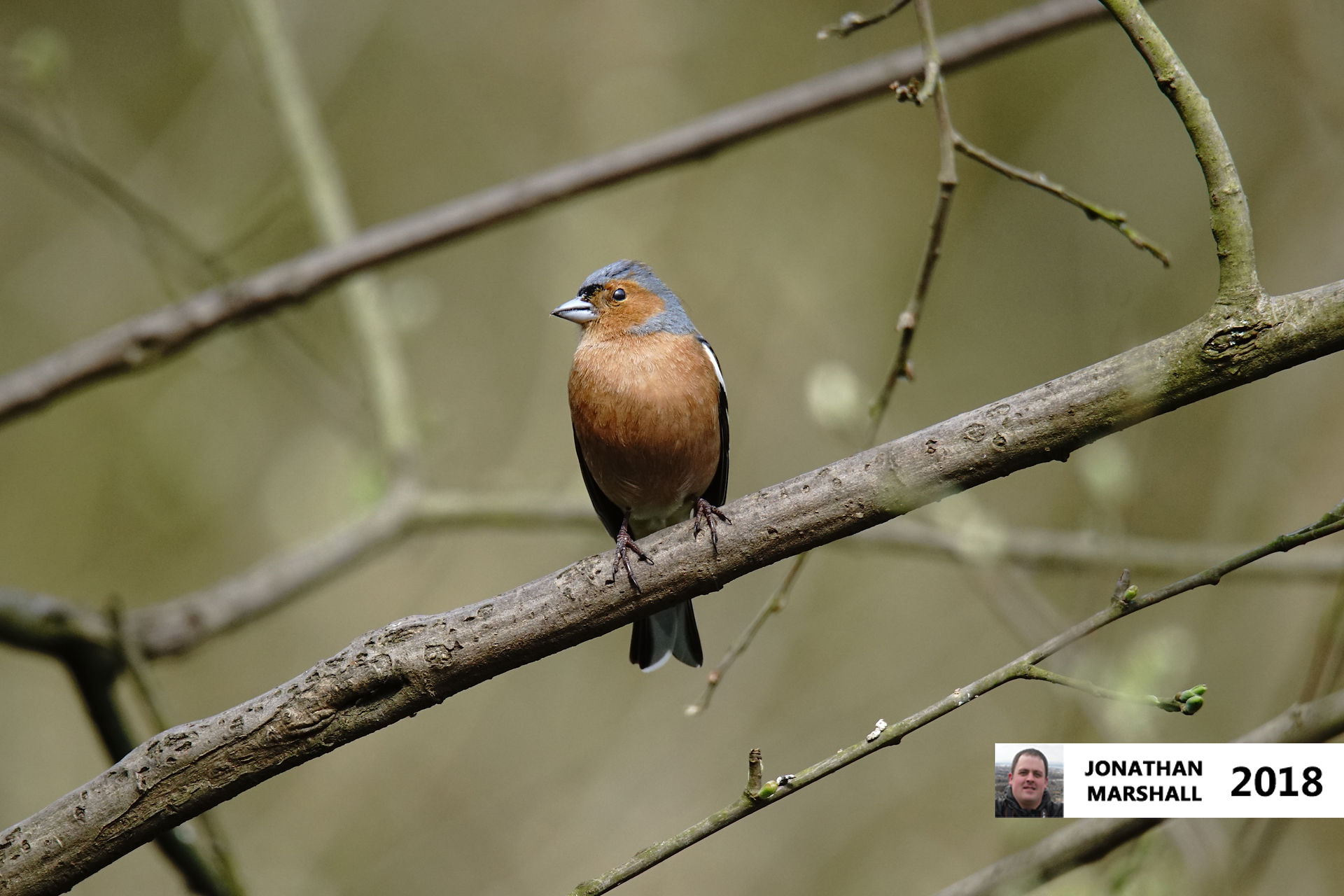 Chaffinch (Male)