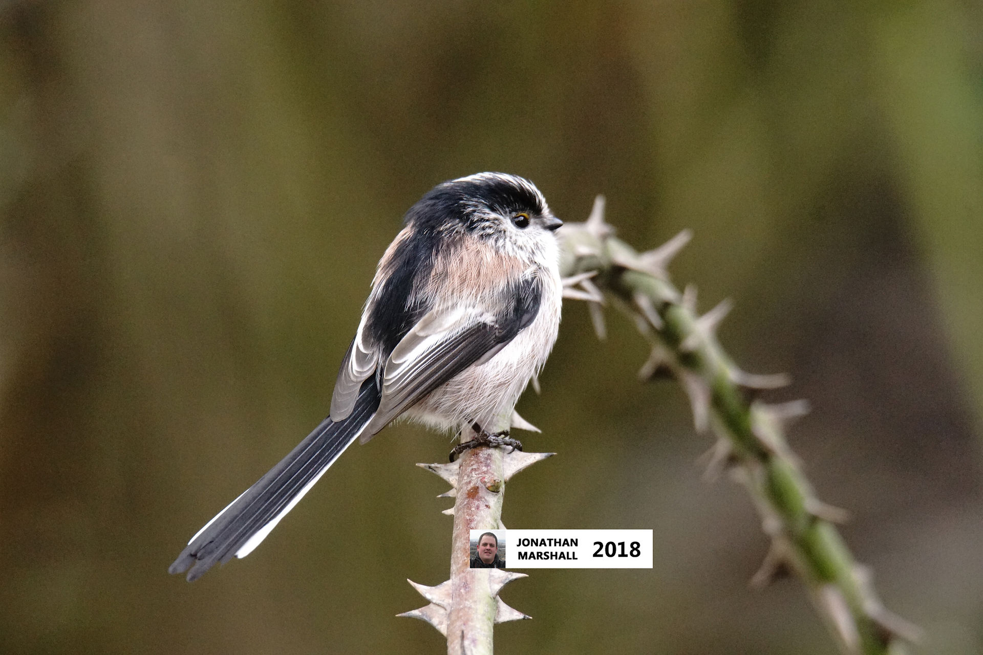 Long Tailed Tit