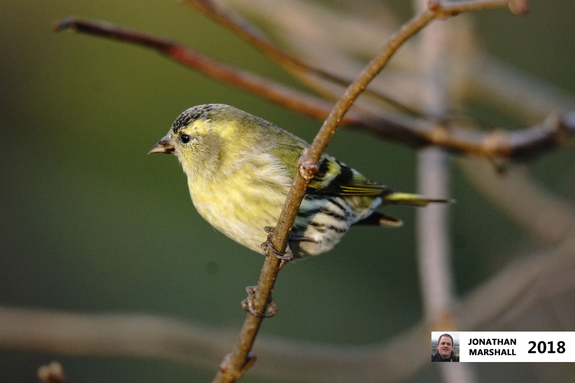 Siskin (Female)