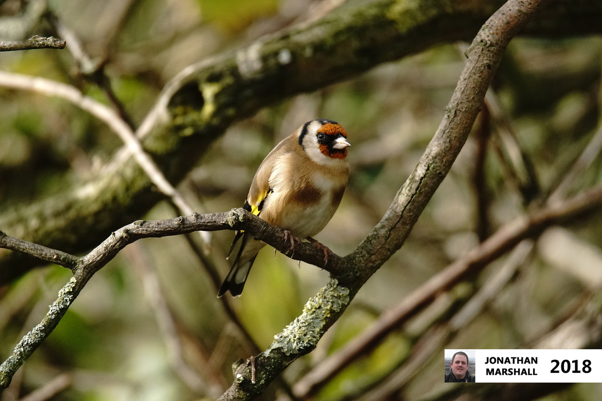 Goldfinch
