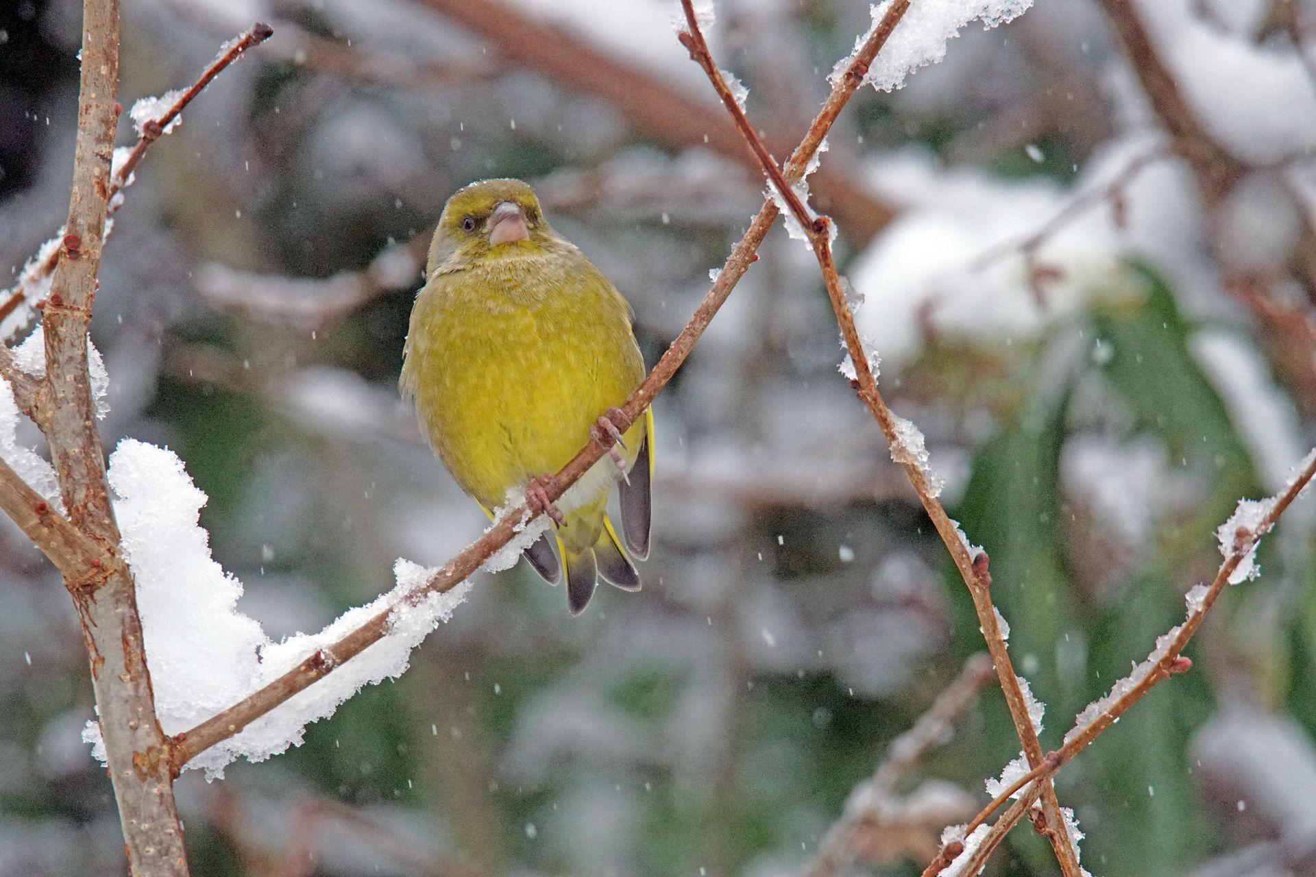 Greenfinch