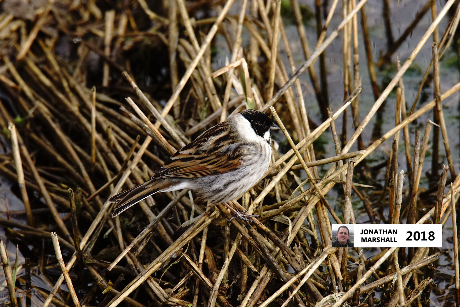 Reed Bunting (Male)
