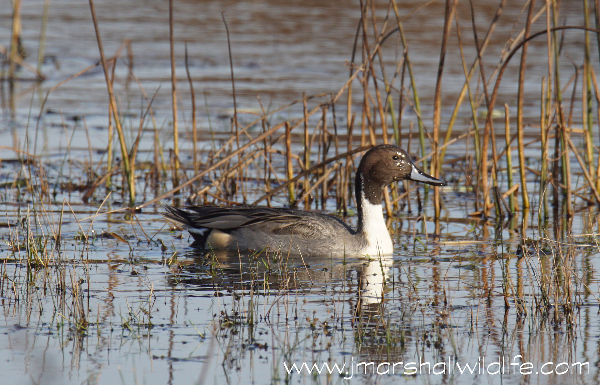 Pintail