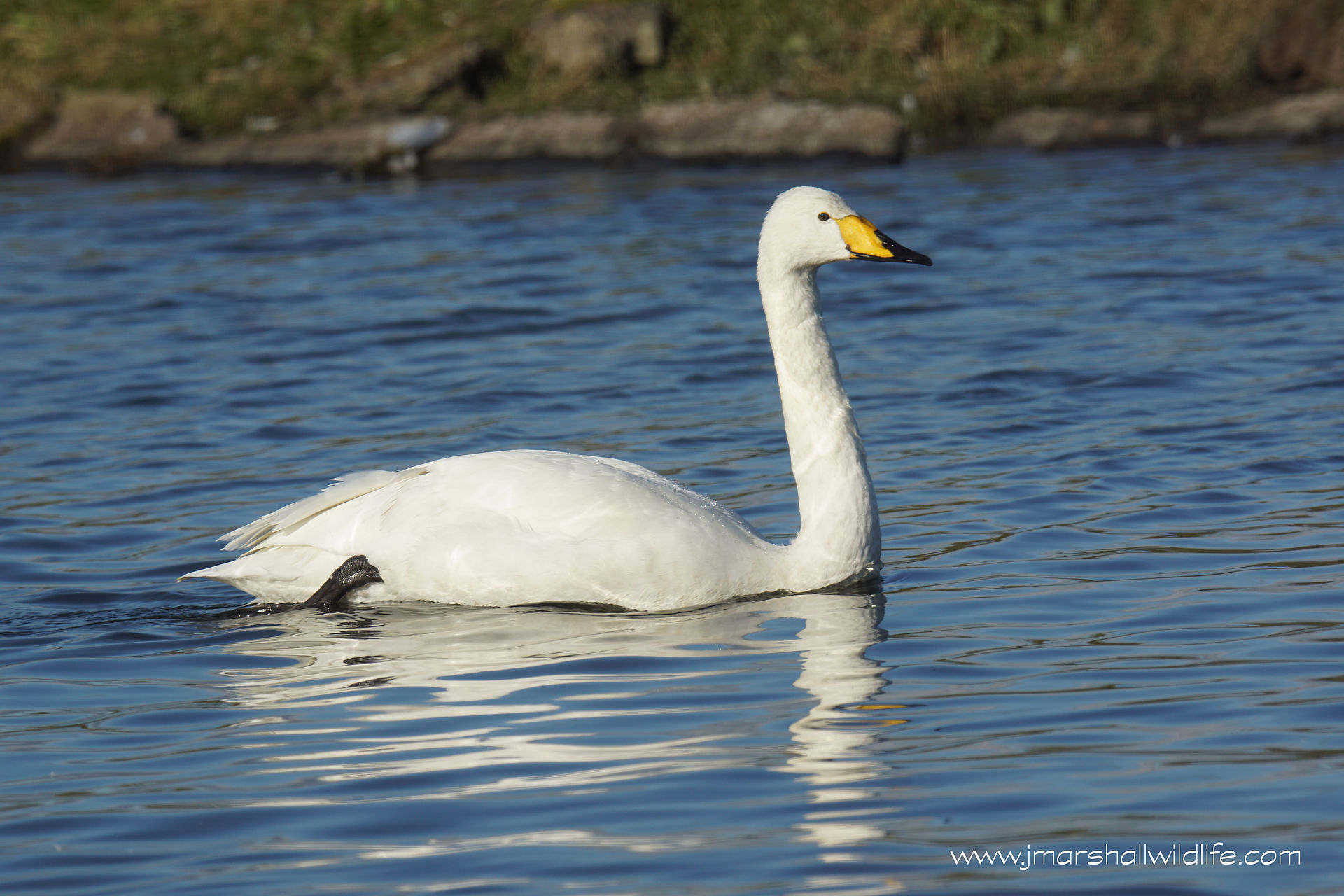 Whooper Swan