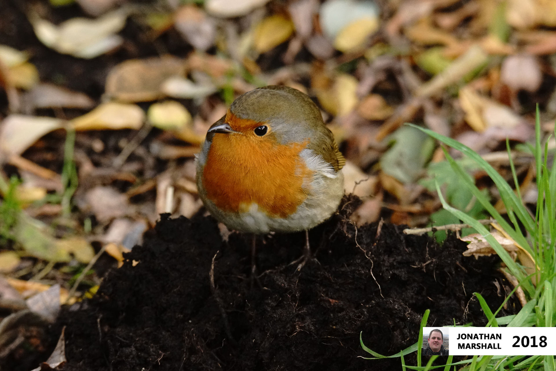 Robin