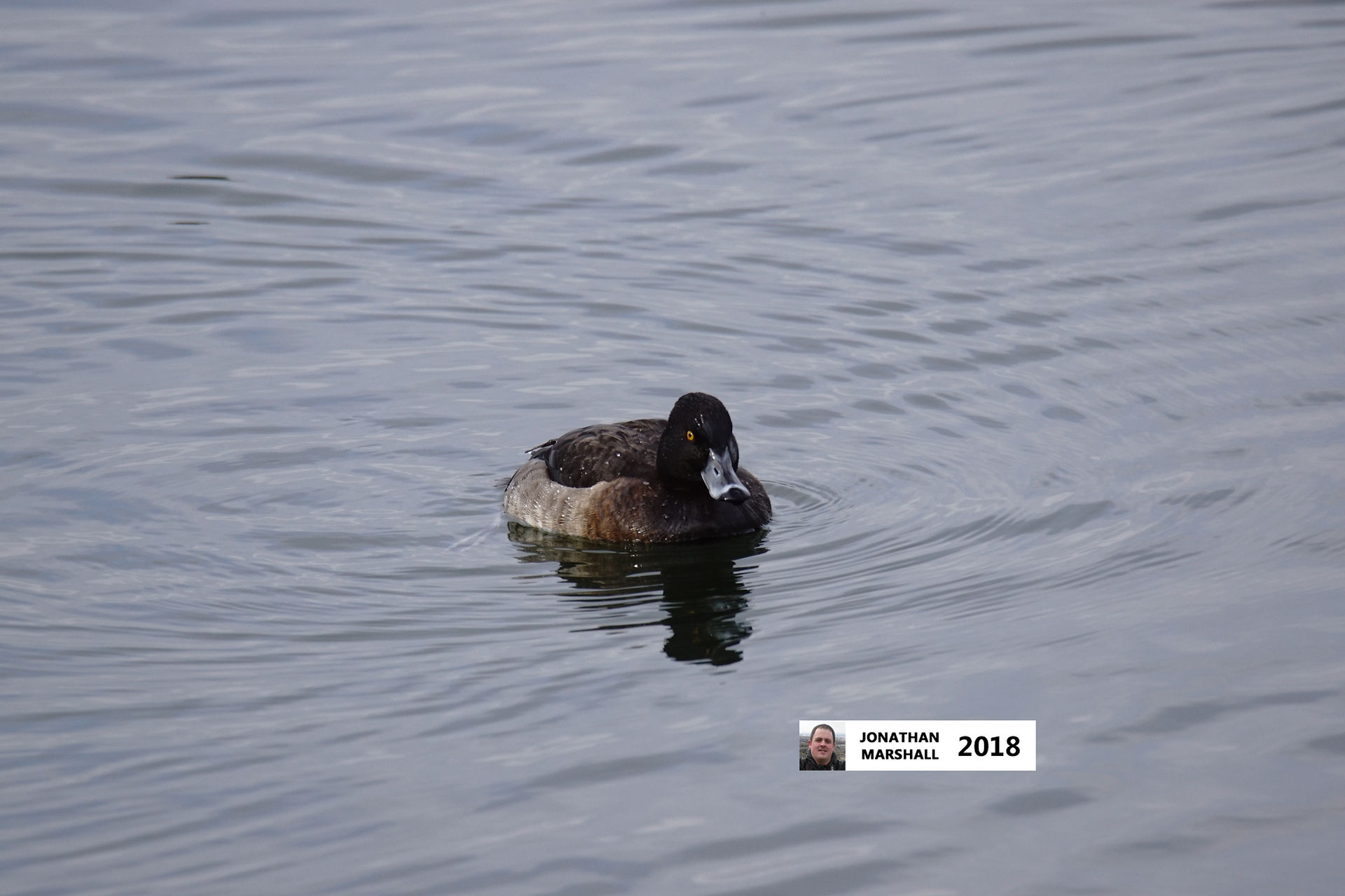 Tufted Duck (Female)