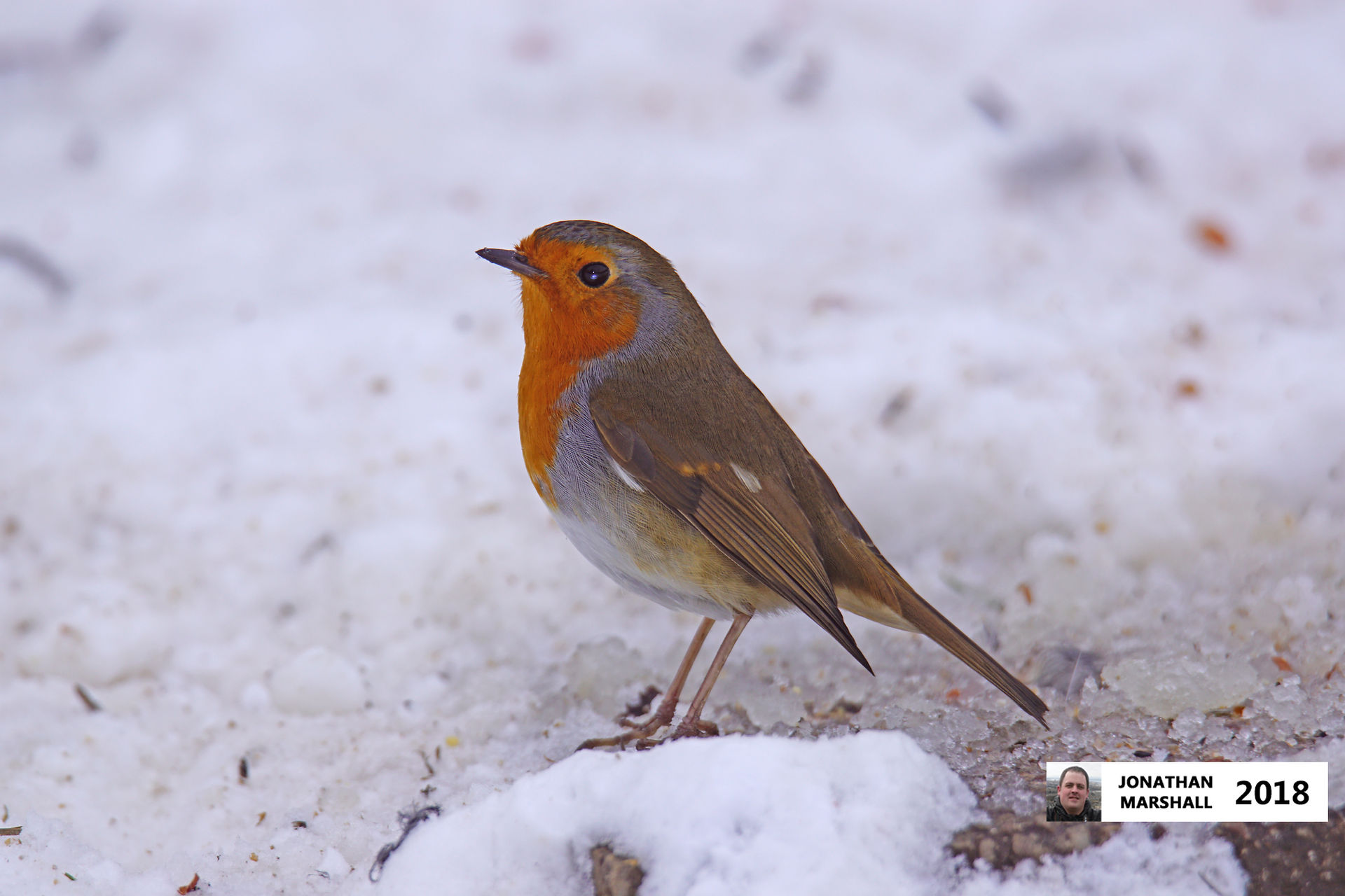 Robin