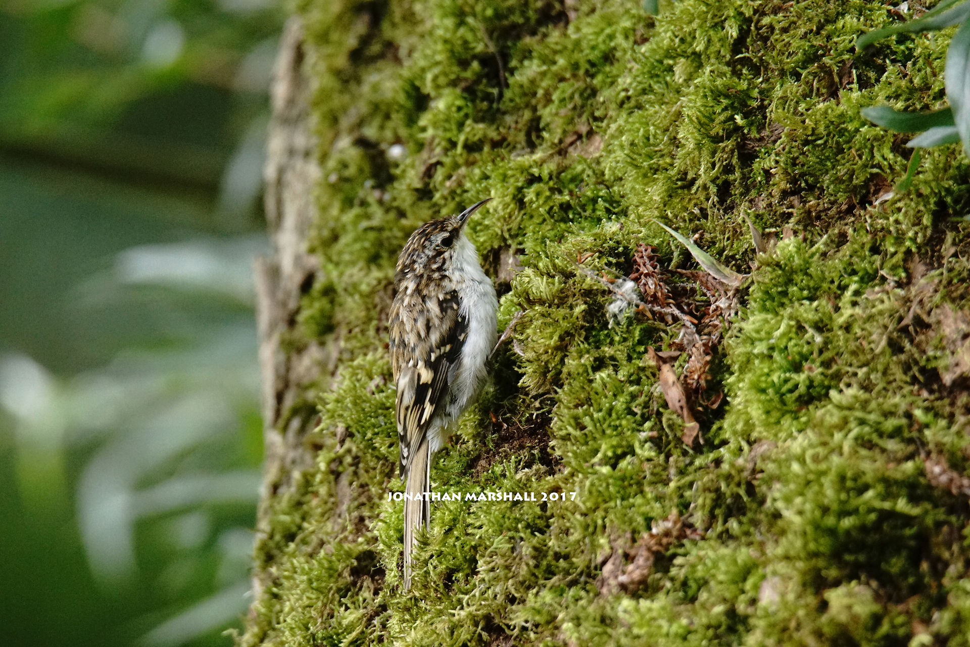 TREECREEPER