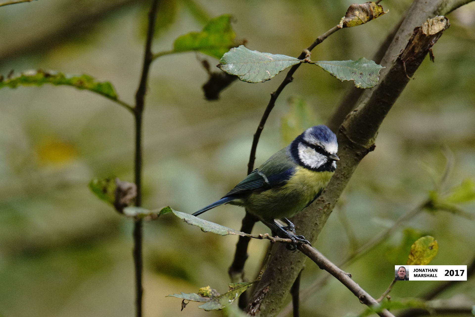 BLUE TIT