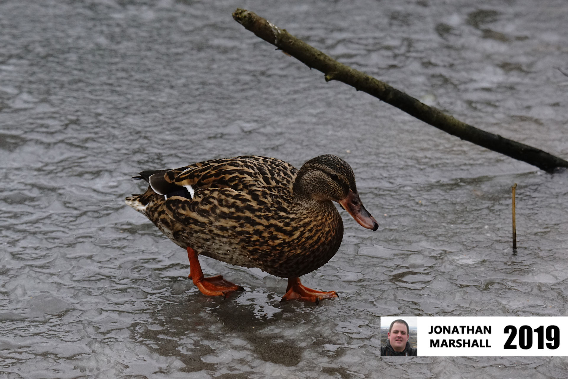 Mallard (Female)