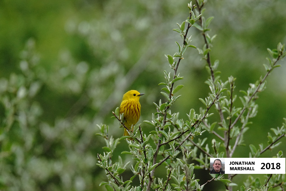 Yellow Warbler