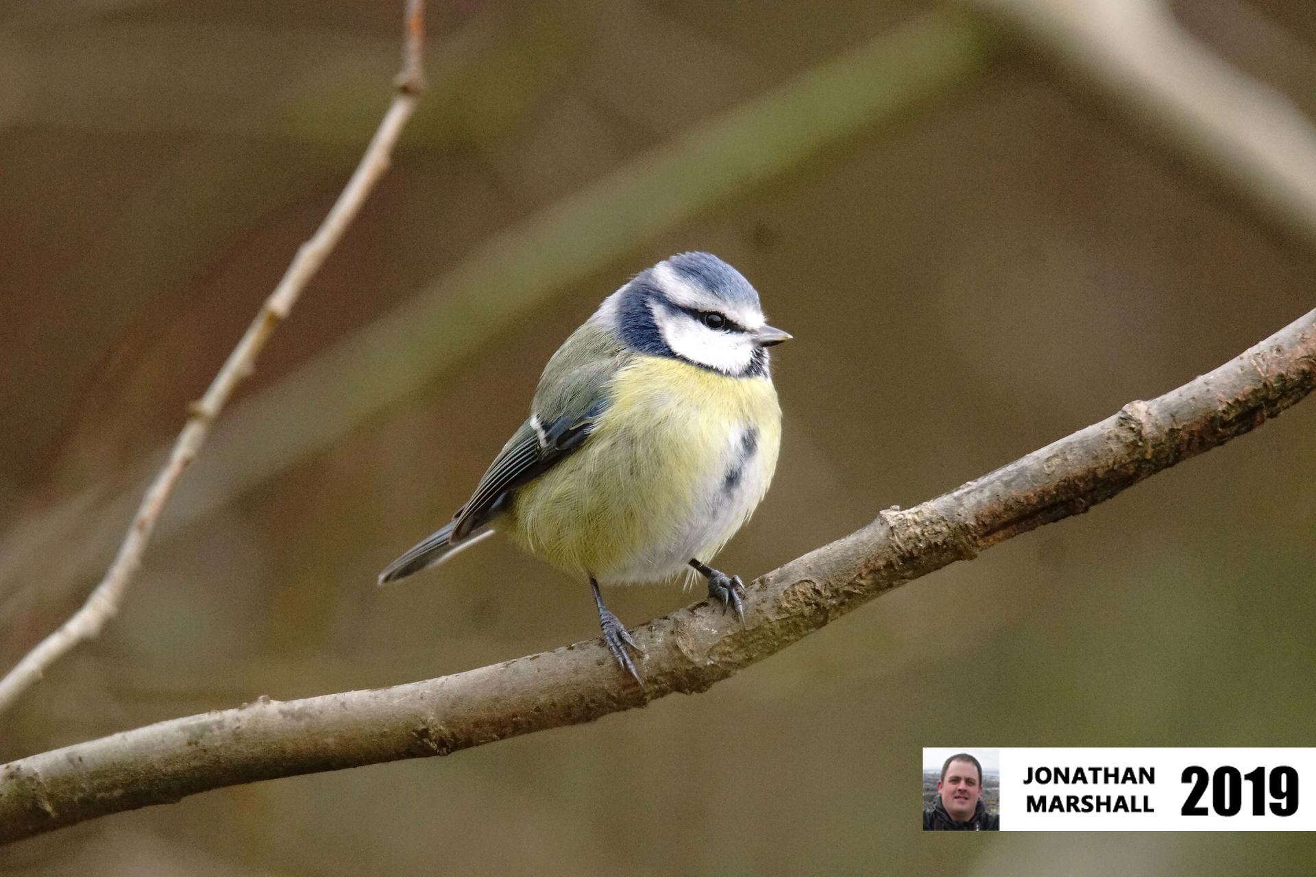 Blue Tit