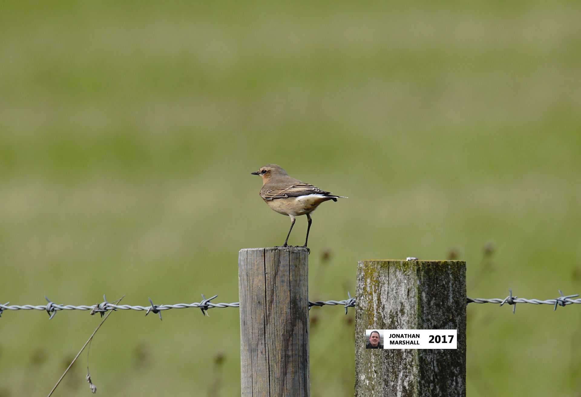 WHEATEAR