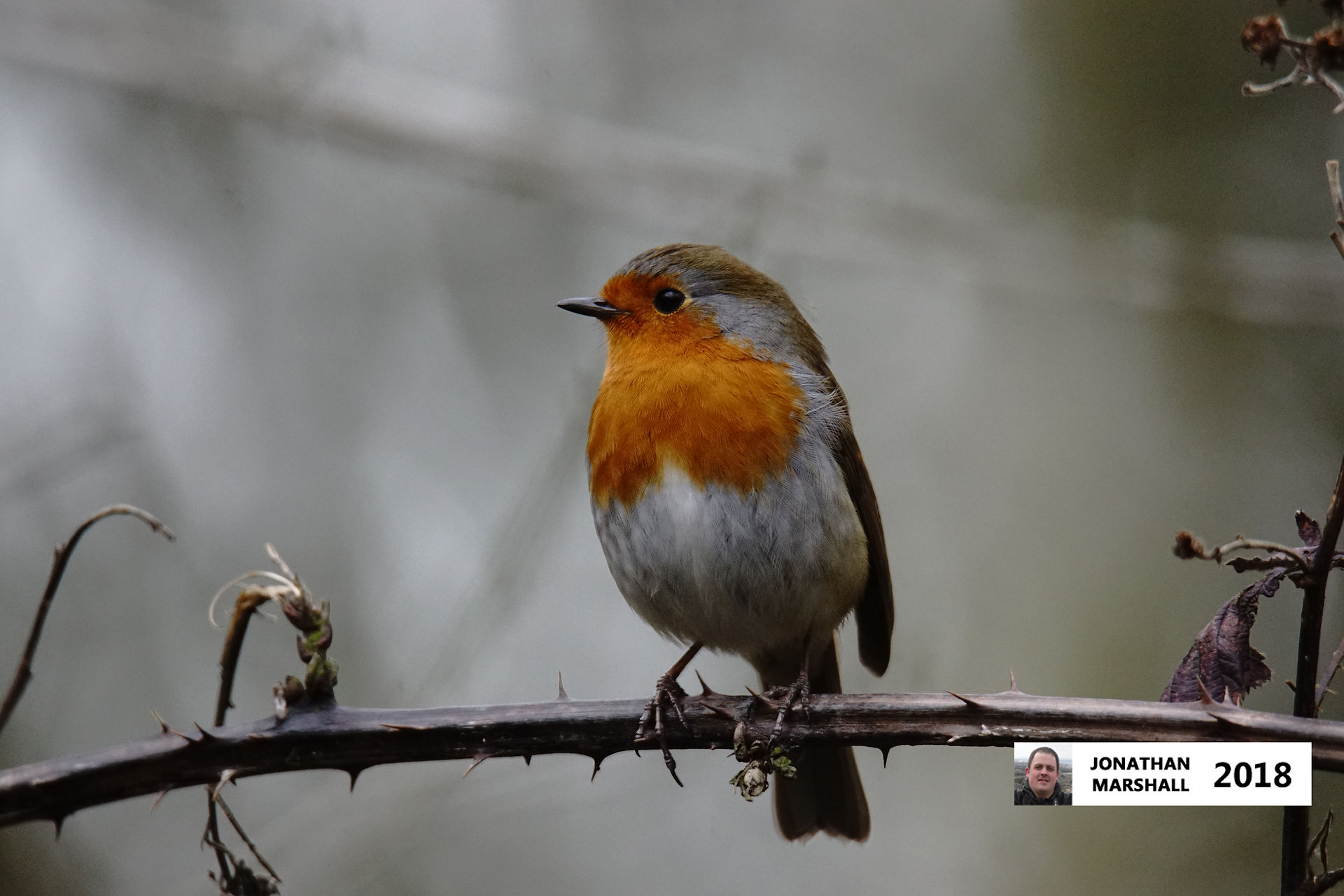 Robin