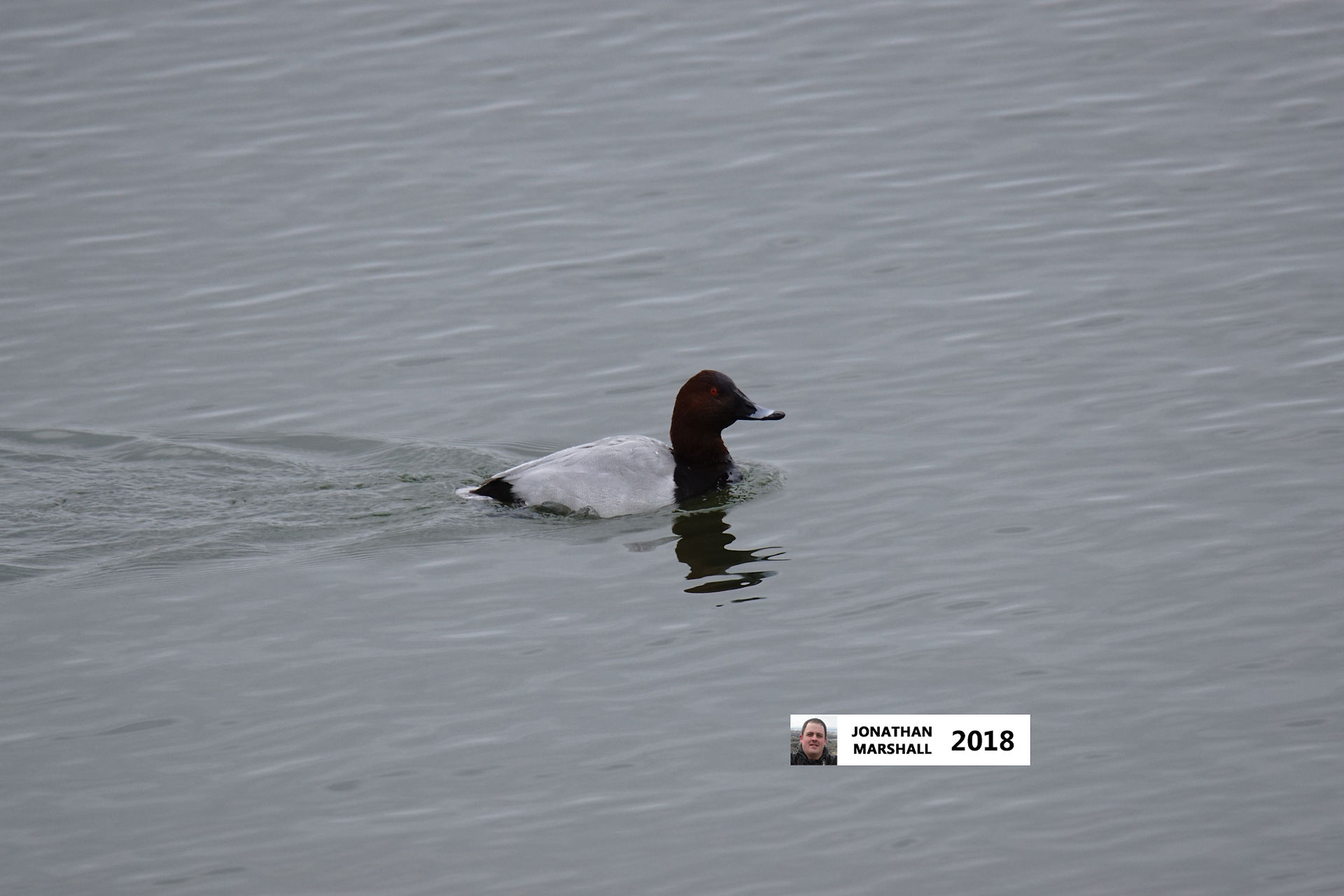 Pochard