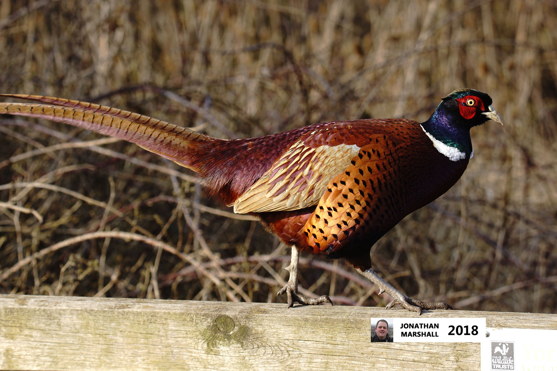 Pheasant (Male)