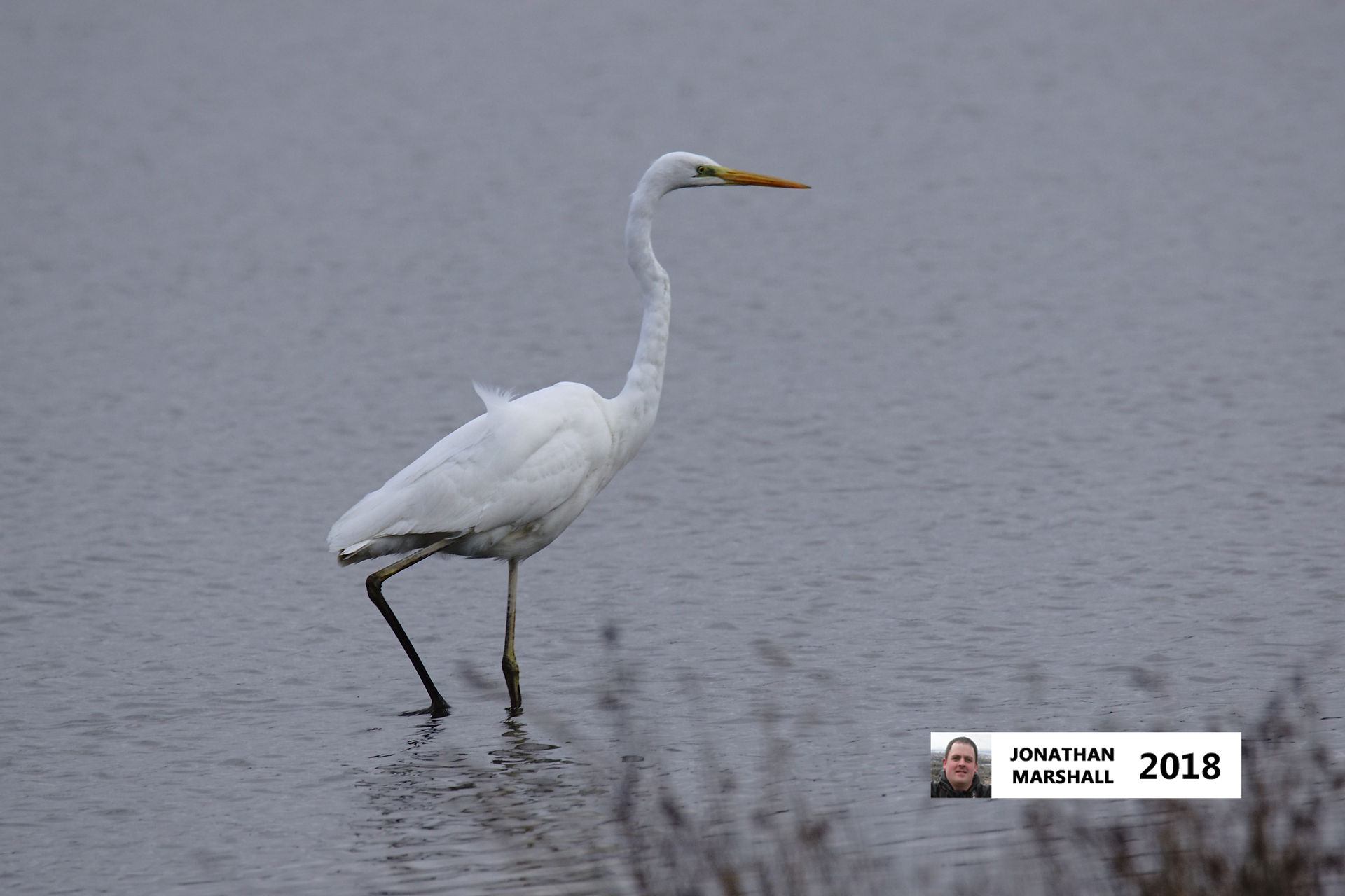 Great White Egret