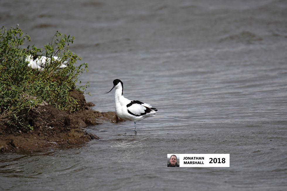Avocet