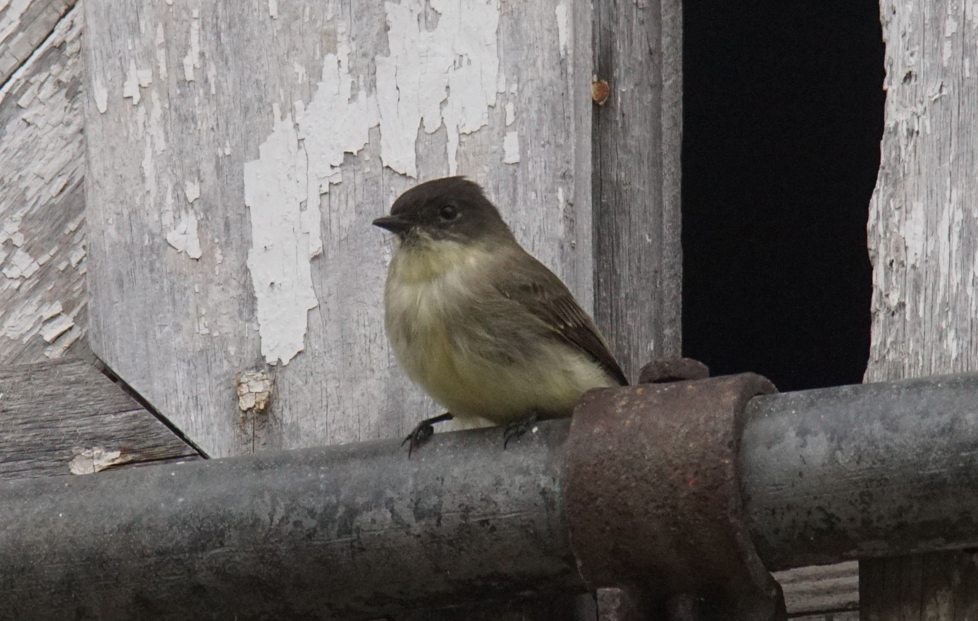 Eastern Phoebe