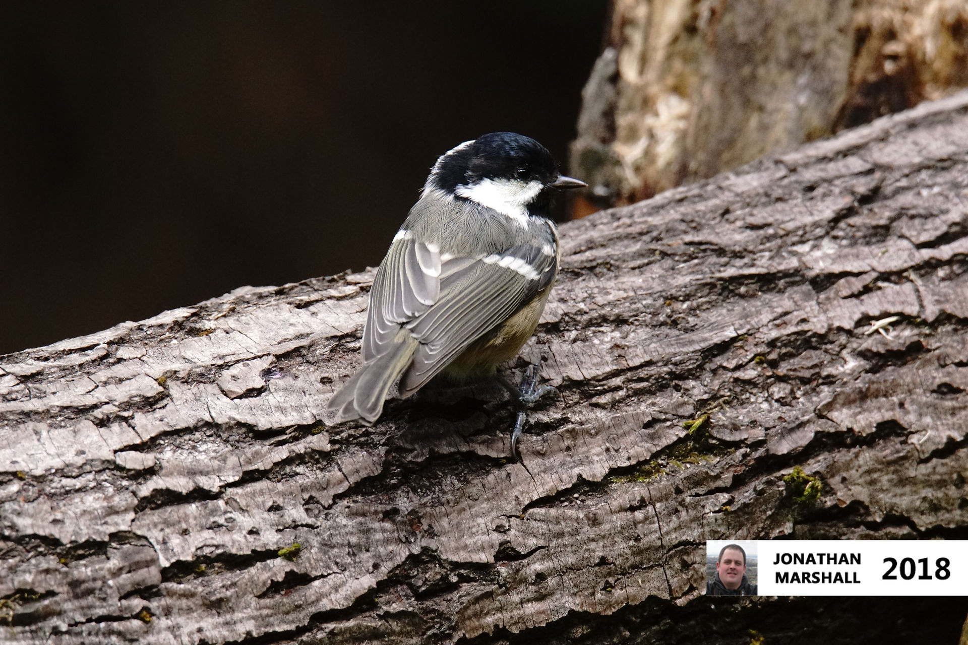 Coal Tit