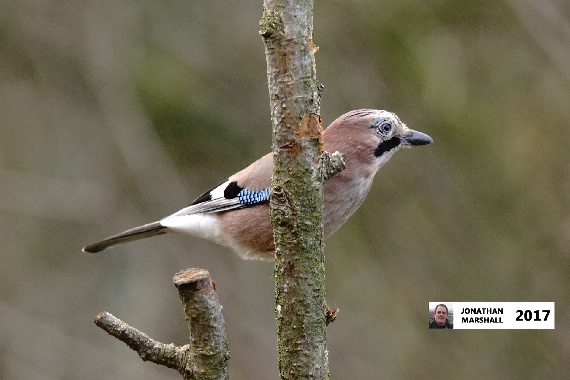 Jay