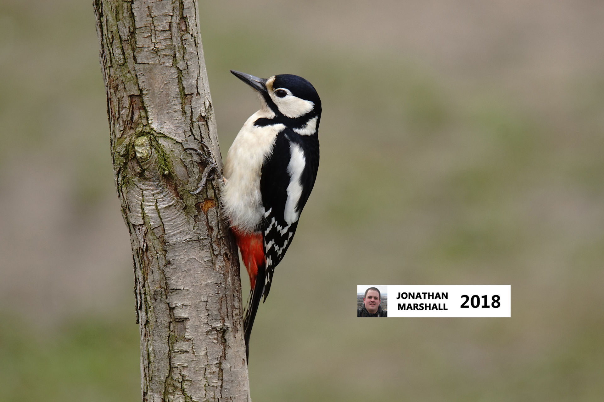 Great Spotted Woodpecker (Female)