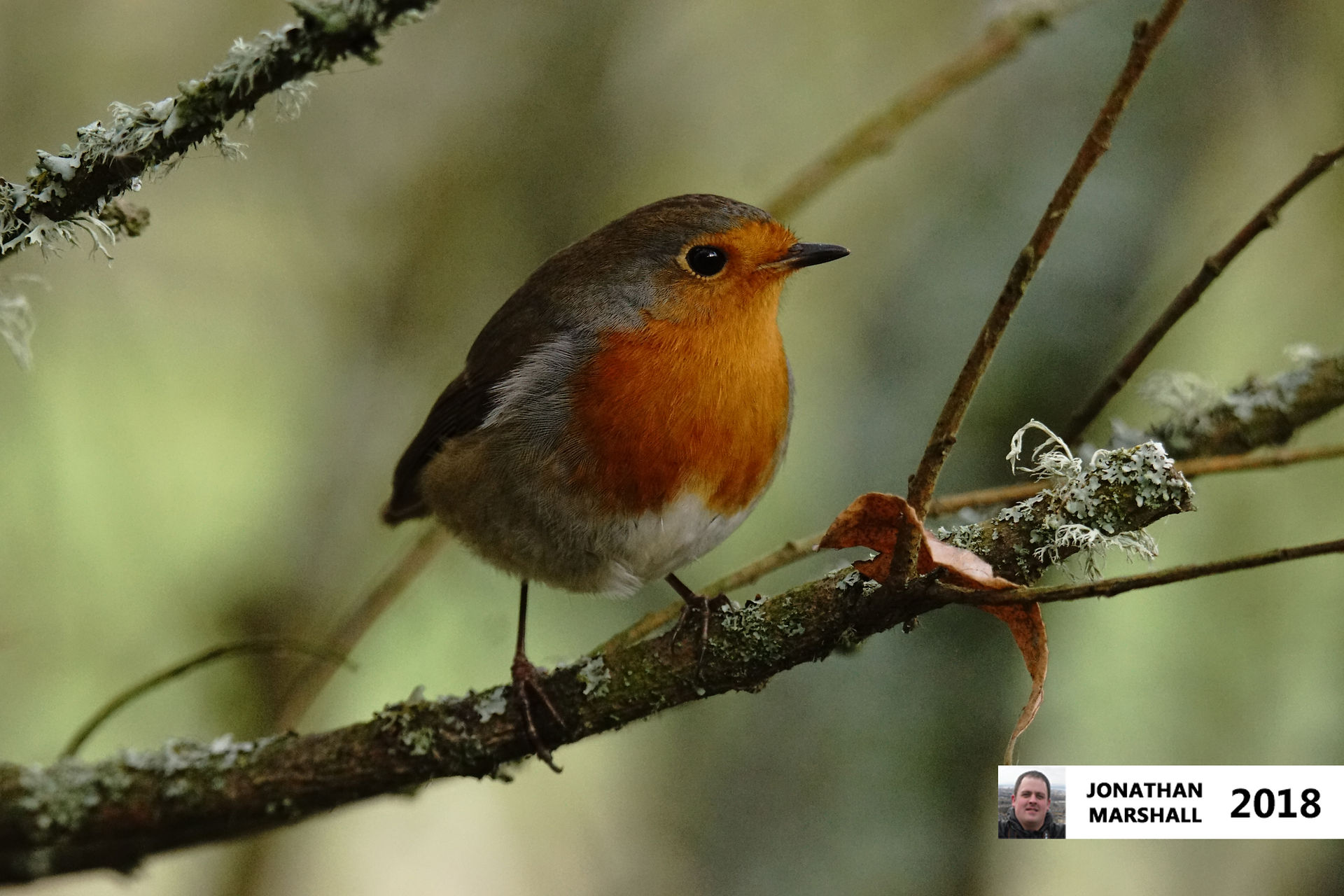 Robin