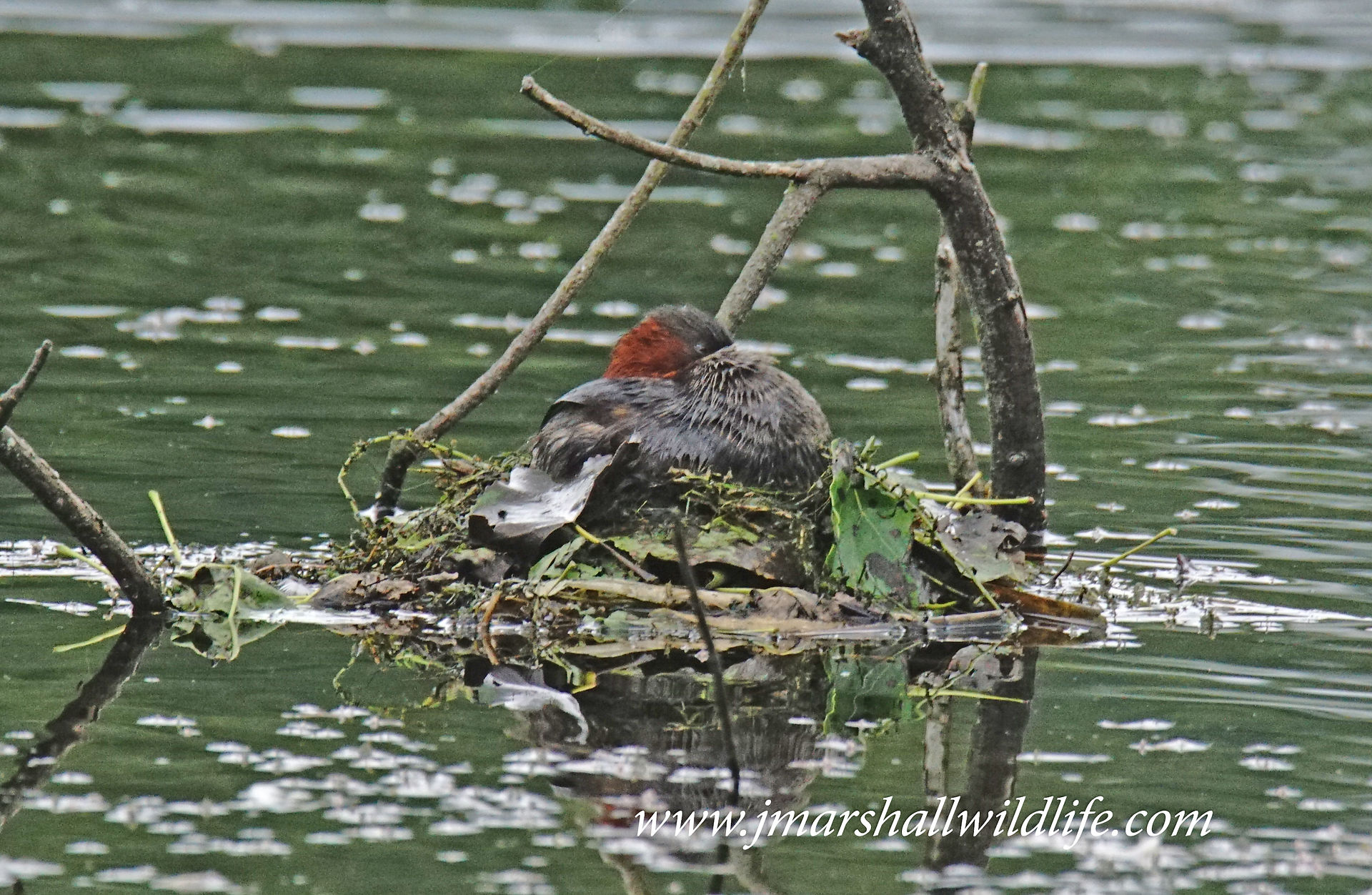 Little Grebe
