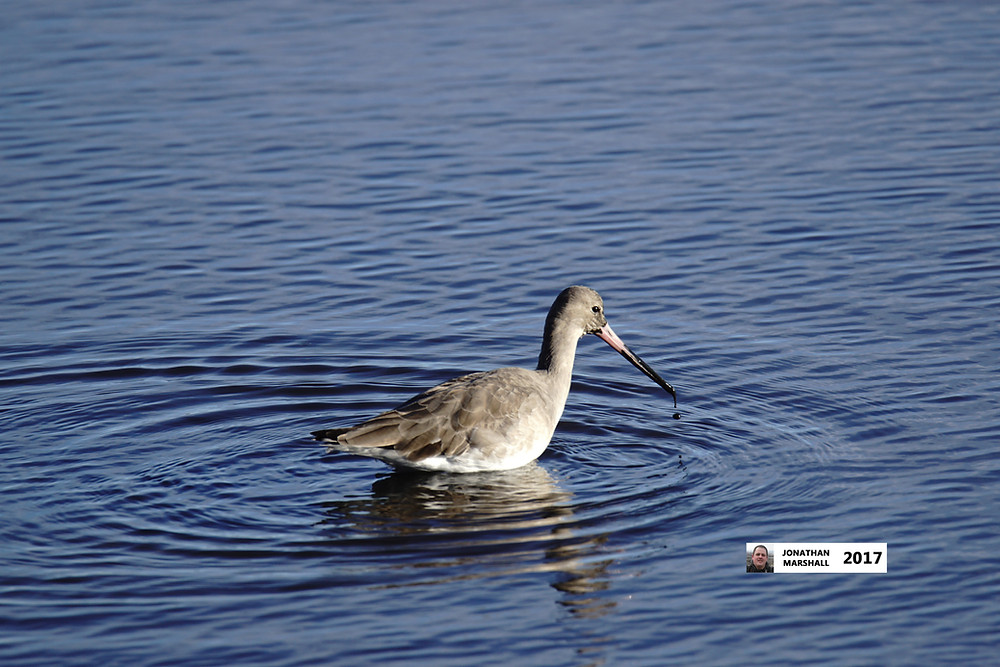 BLACK TAILED GODWIT