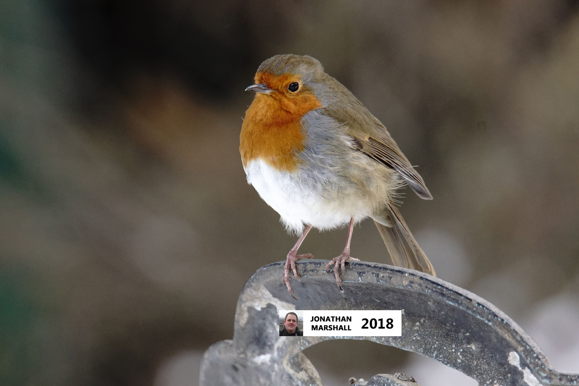 Robin