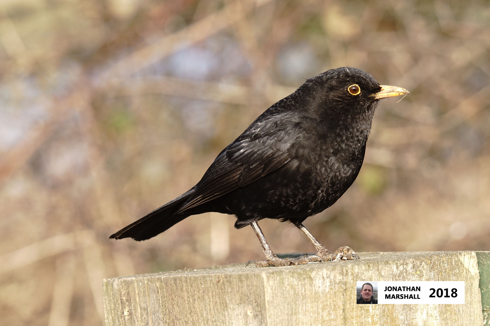 Blackbird (Male)