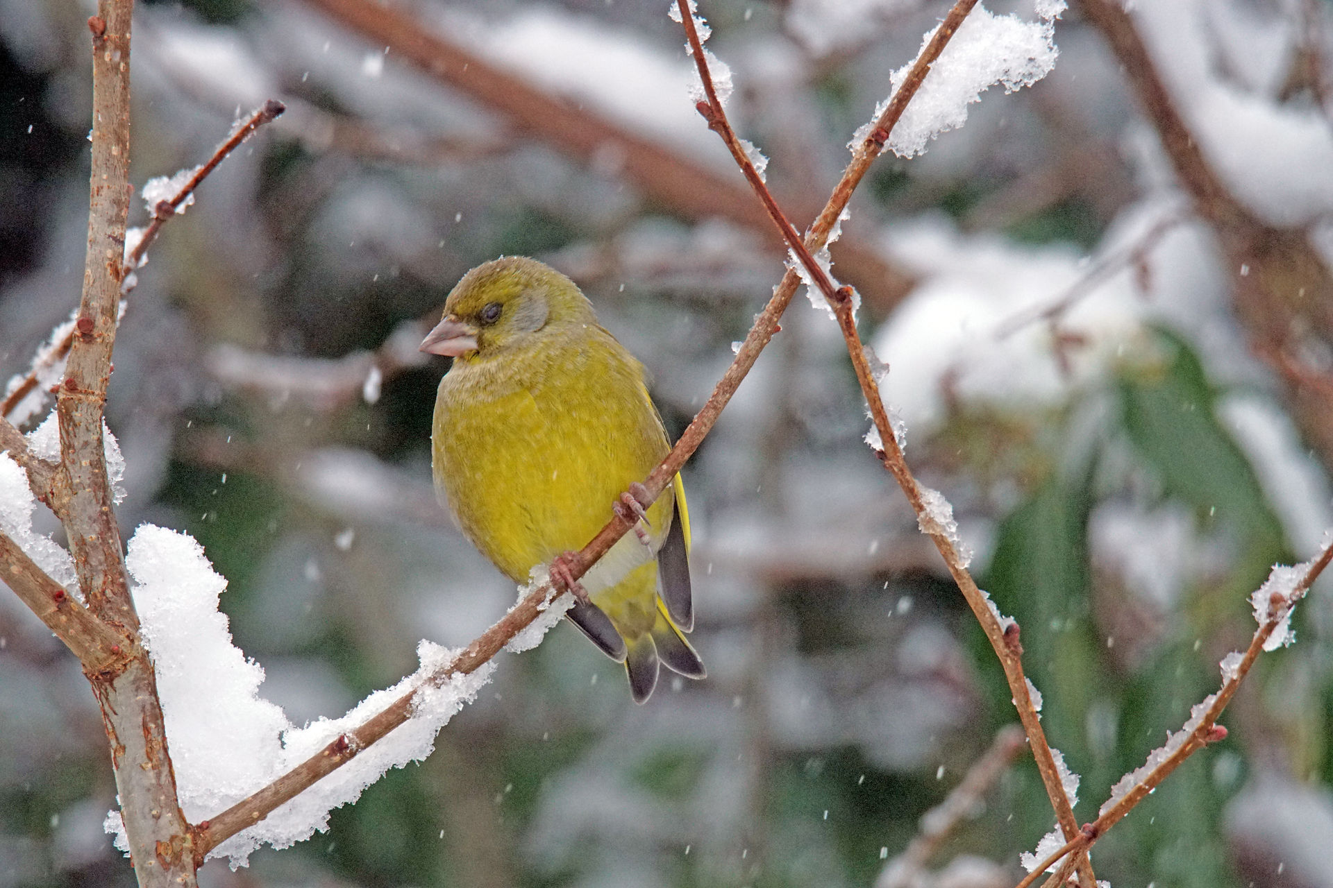Greenfinch