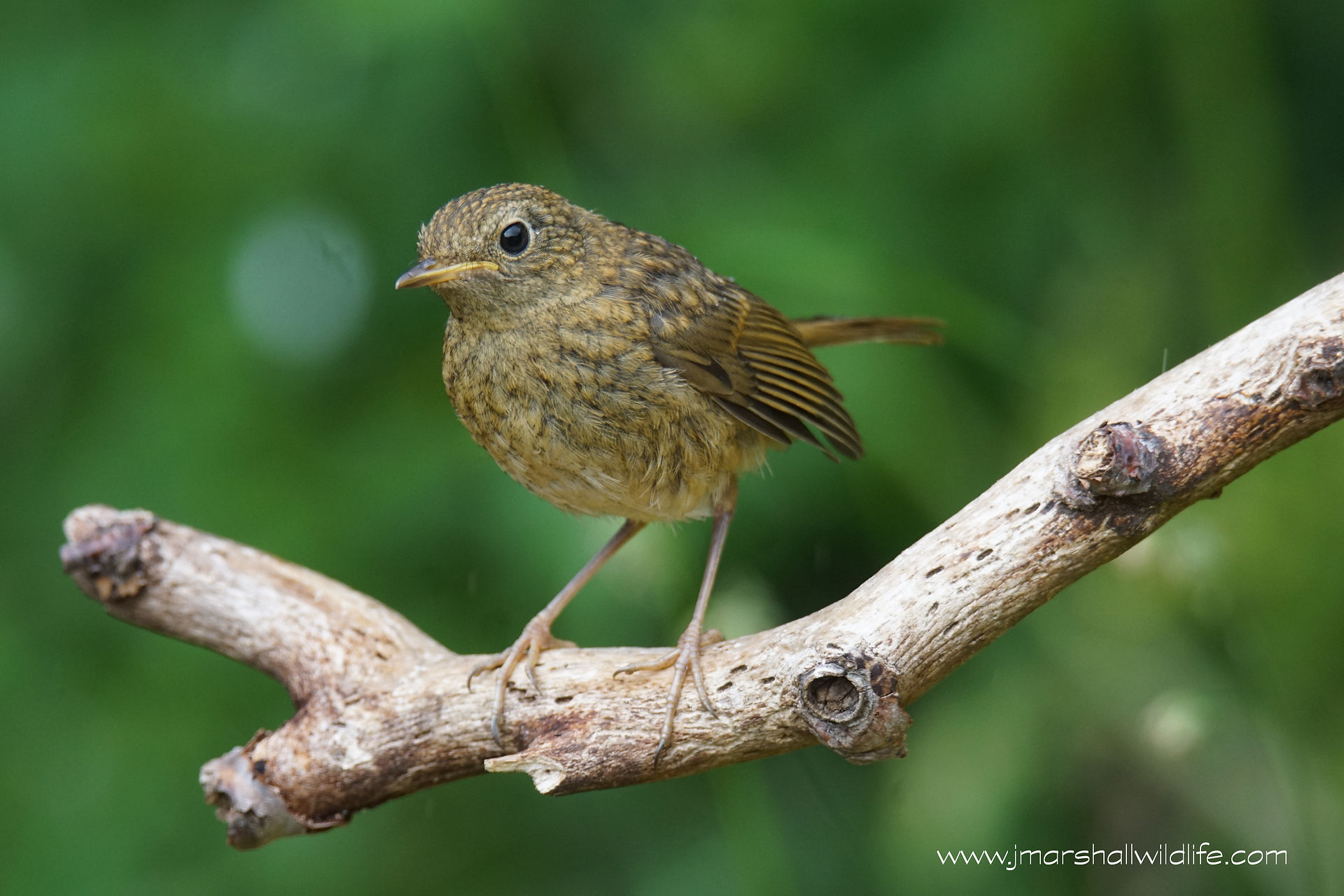 ROBIN JUVENILE 5
