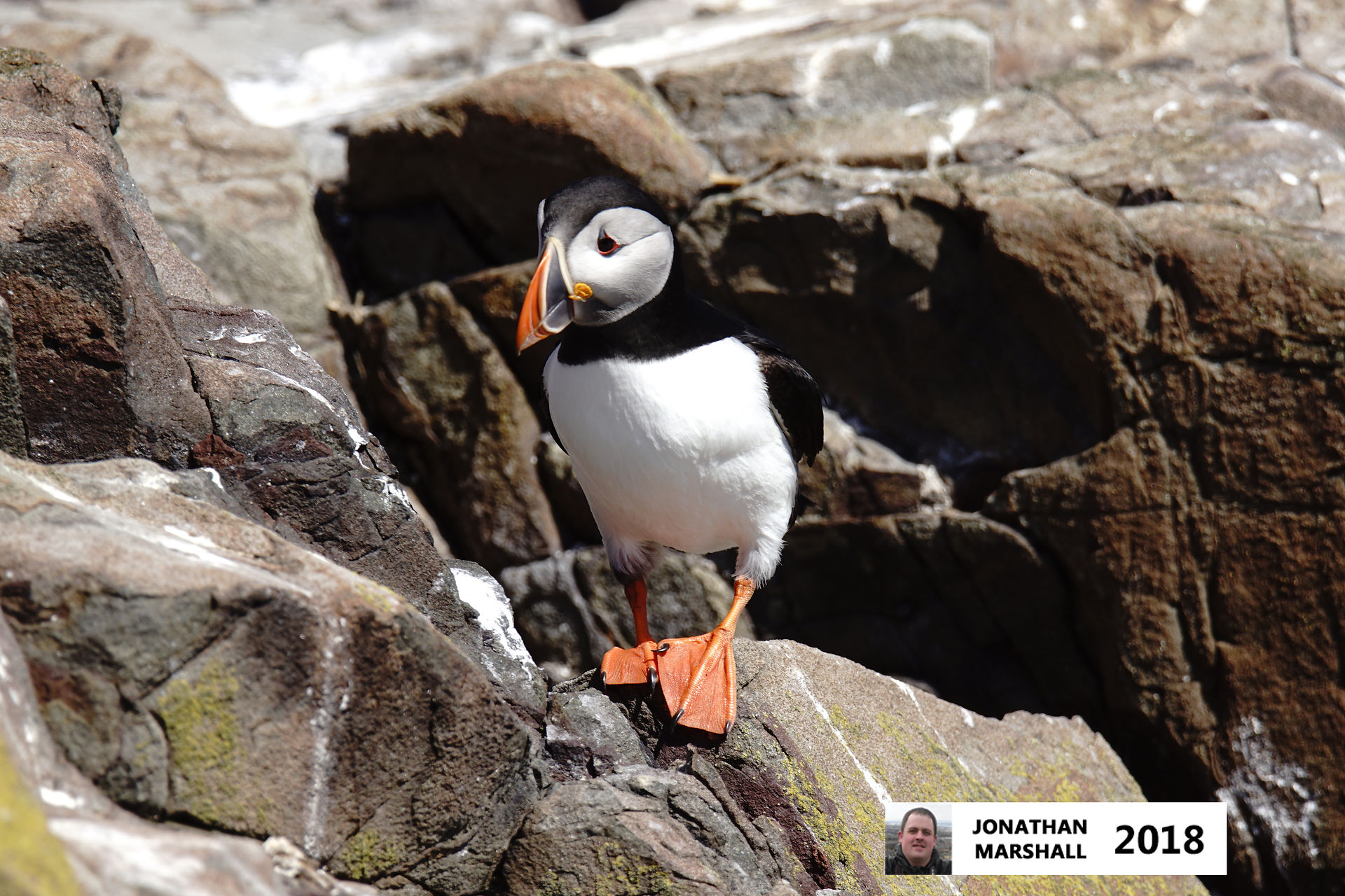 Puffin