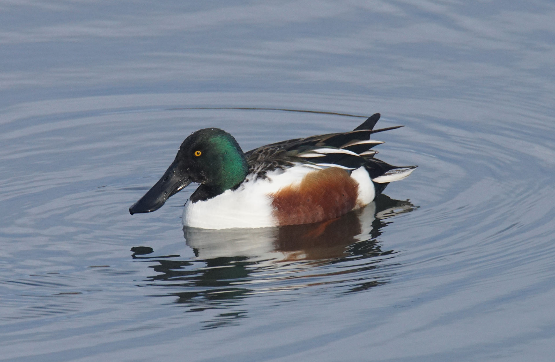 Shoveler (Male)