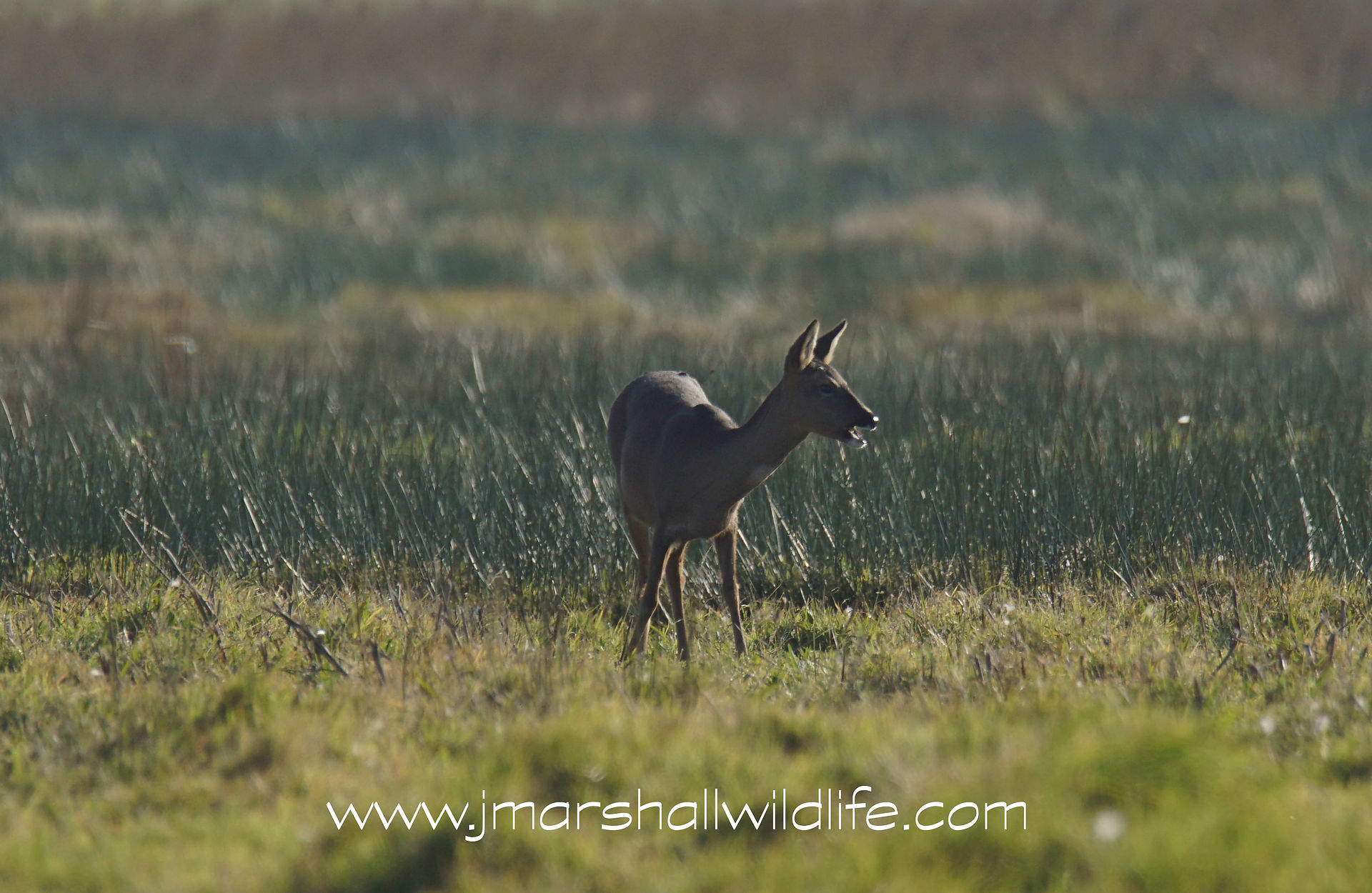 Roe Deer