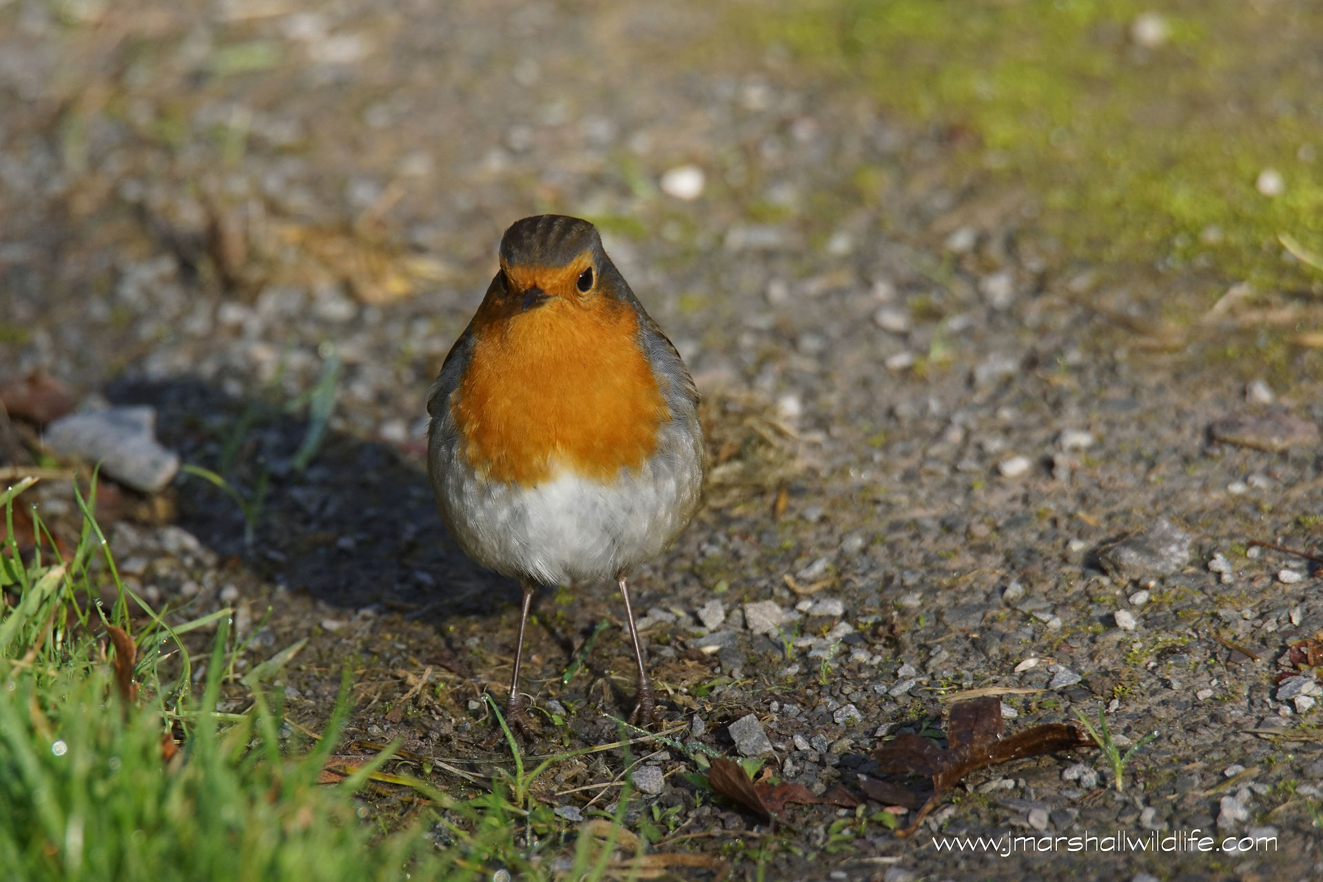 Robin