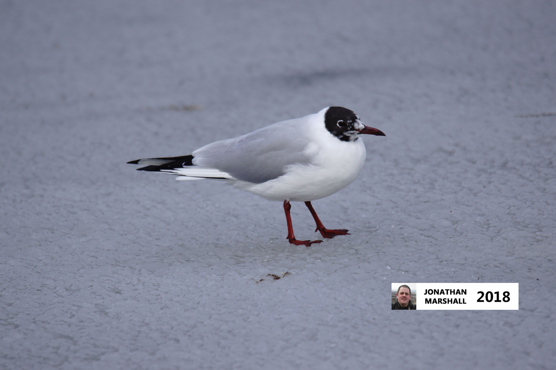 Black Headed Gull