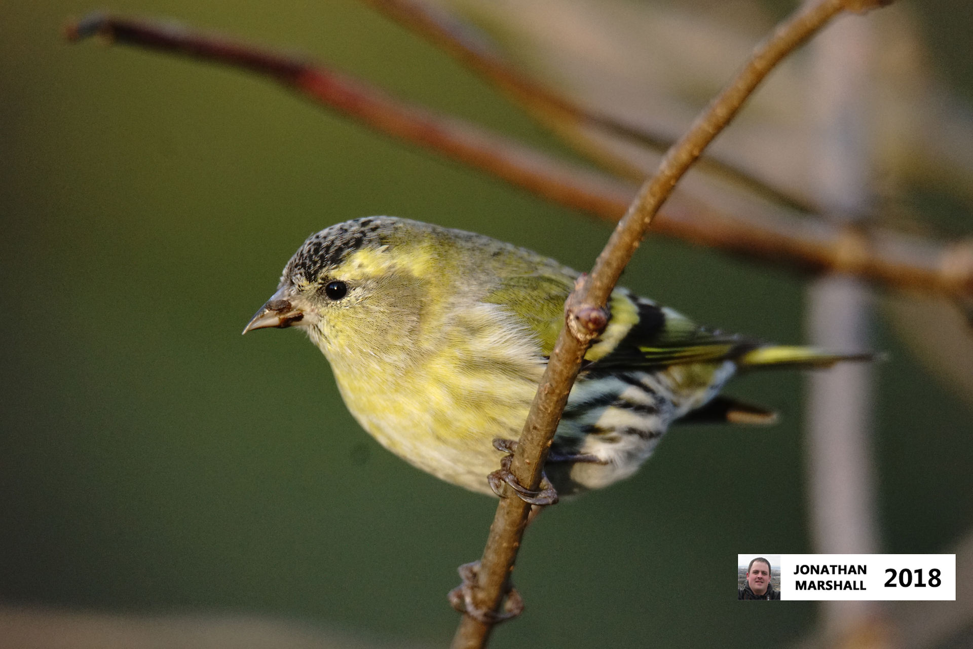 Siskin (Female)