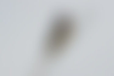 A FLIGHT OF SWALLOWS @ SPURN POINT