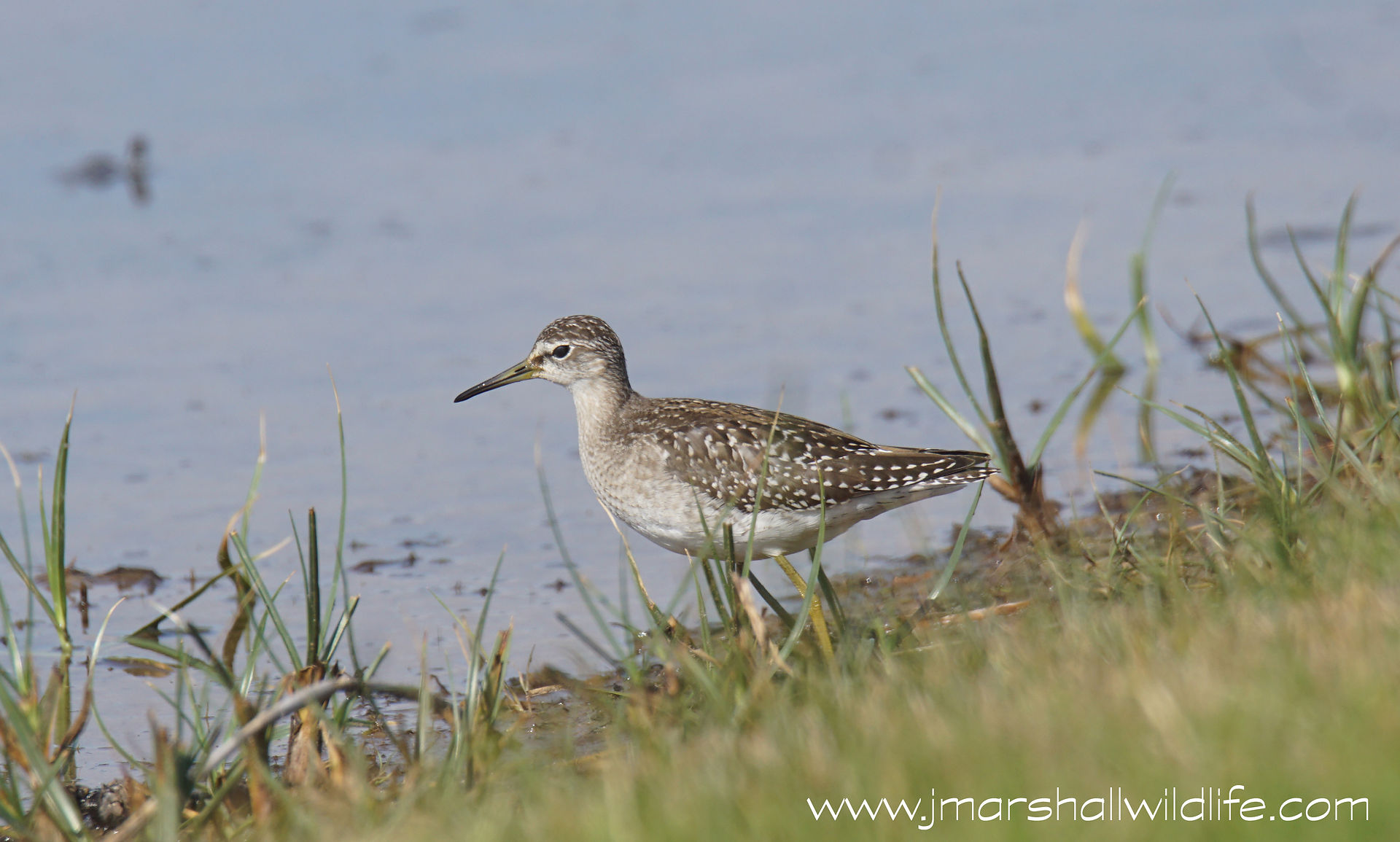 WOOD SANDPIPER 1