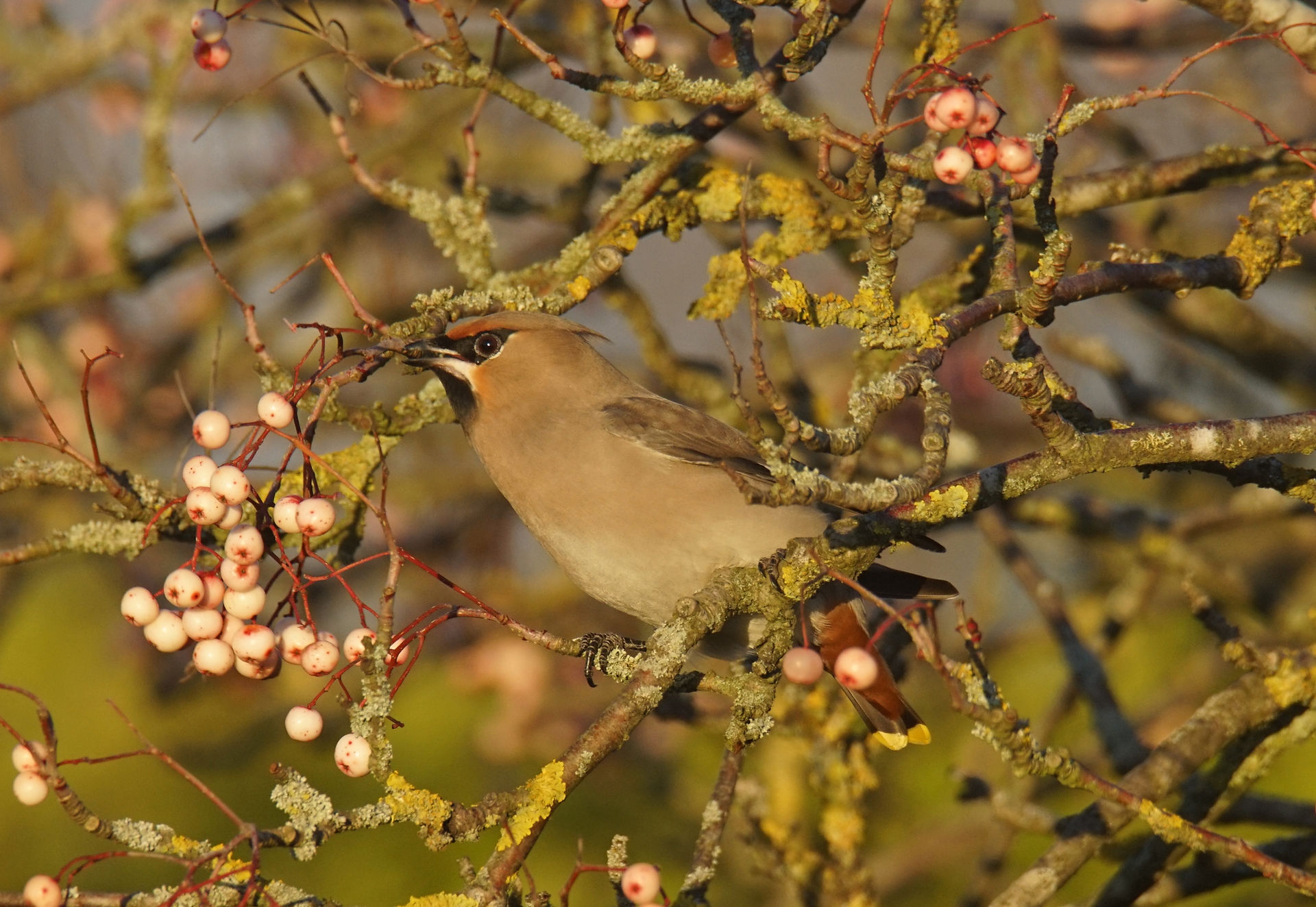 Waxwing