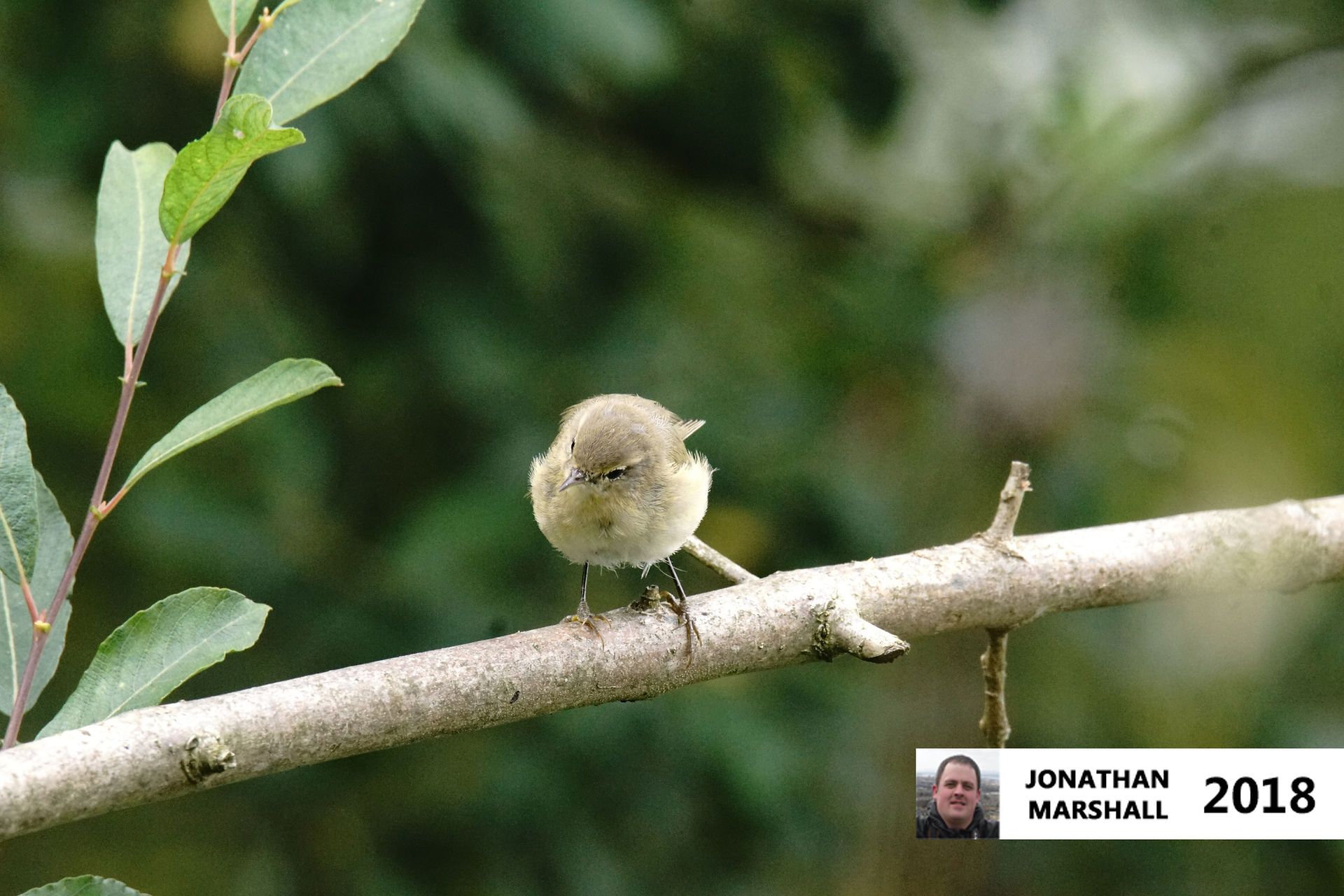 Willow Warbler